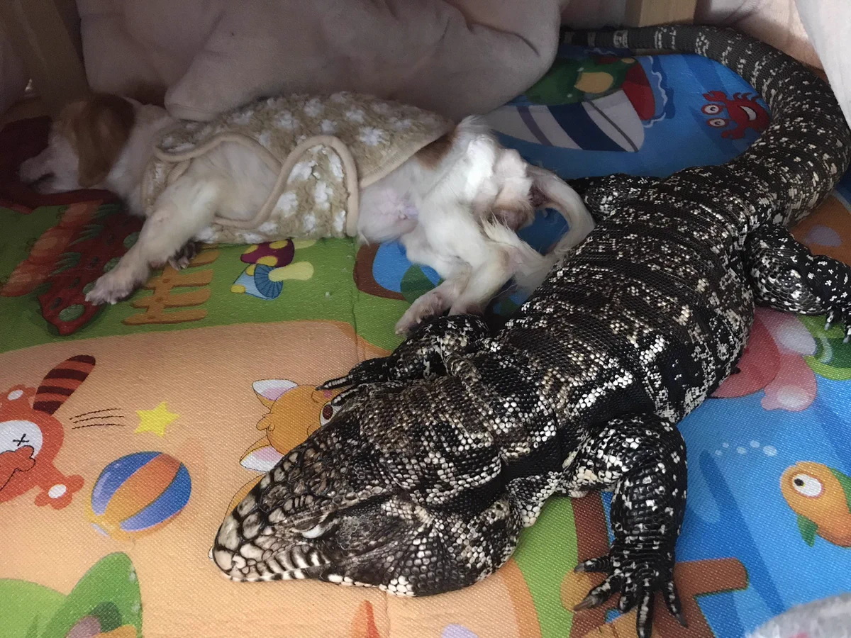 犬のように育てられたトカゲさんがかわいい！