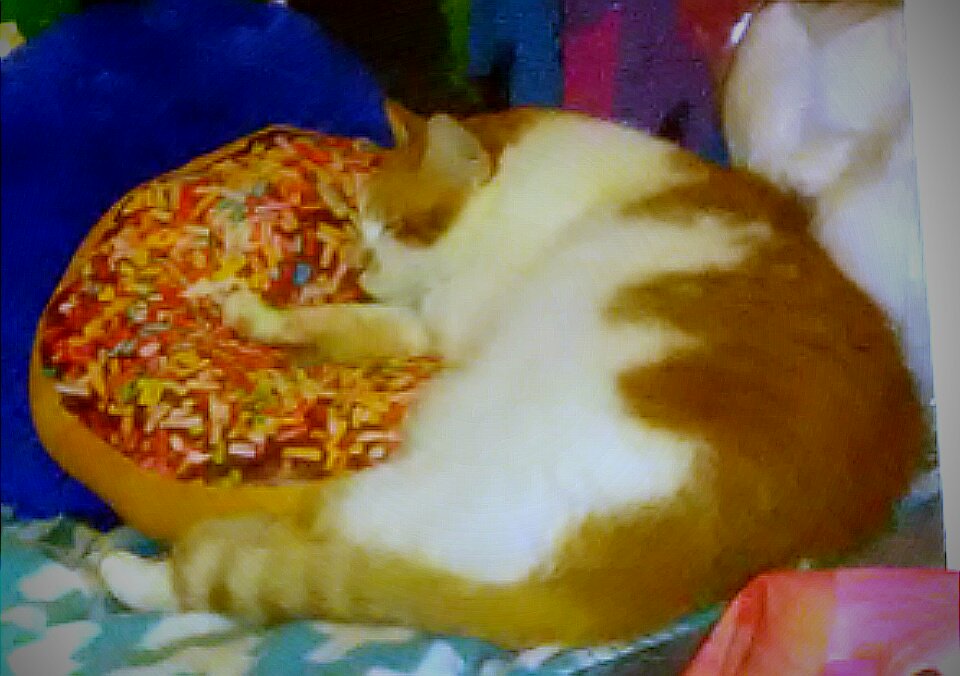 Wulffie loves thenew donut pillow my friend gave me. Grendel likes desktop linoleum better.
