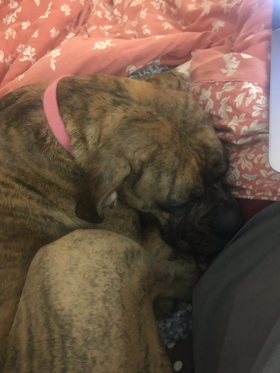 allison9716's tweet photo. what did we do to deserve the love of dogs https://t.co/kyqRXHzqq3