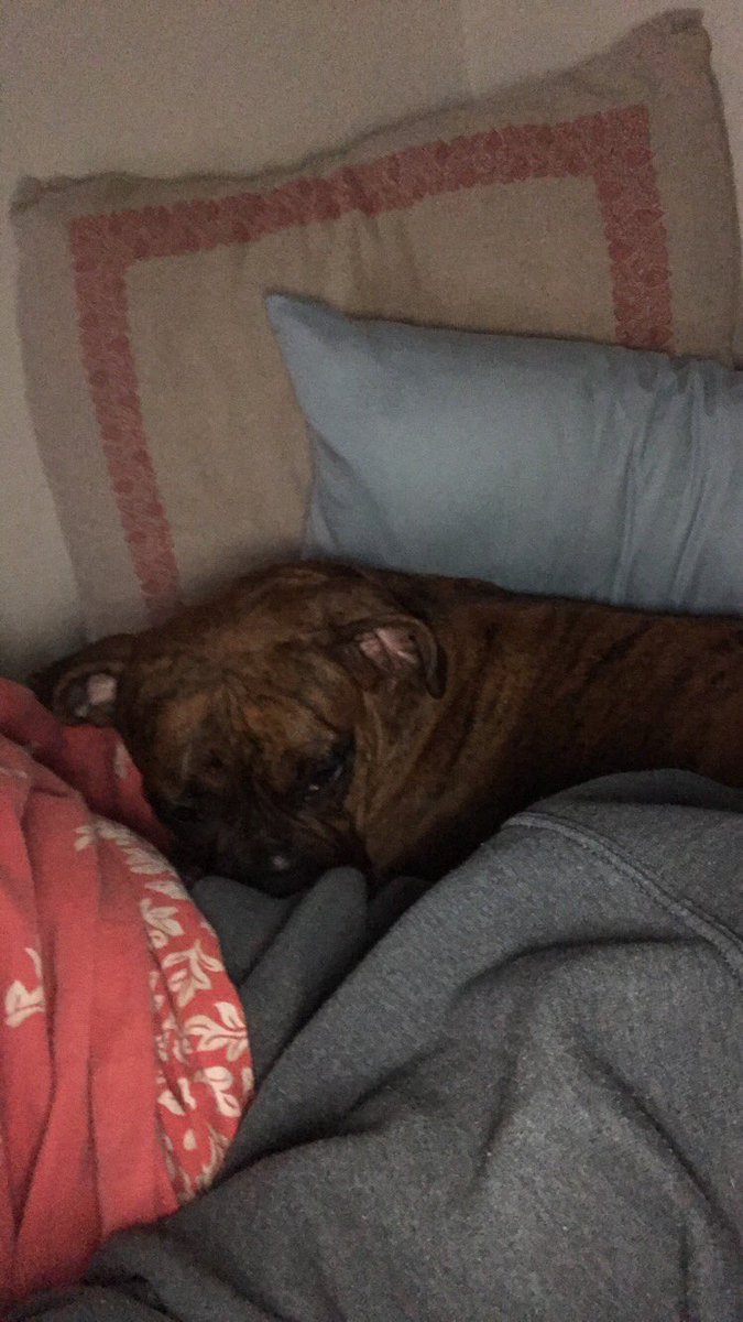allison9716's tweet photo. what did we do to deserve the love of dogs https://t.co/kyqRXHzqq3
