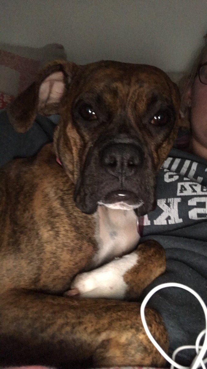 allison9716's tweet photo. what did we do to deserve the love of dogs https://t.co/kyqRXHzqq3