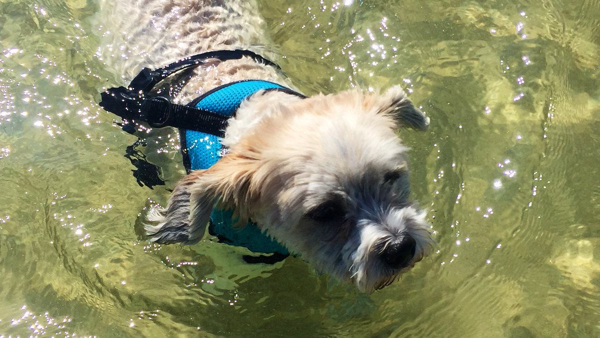PawSome8's tweet photo. It’s a dogs life https://t.co/LOYzyoNB8O