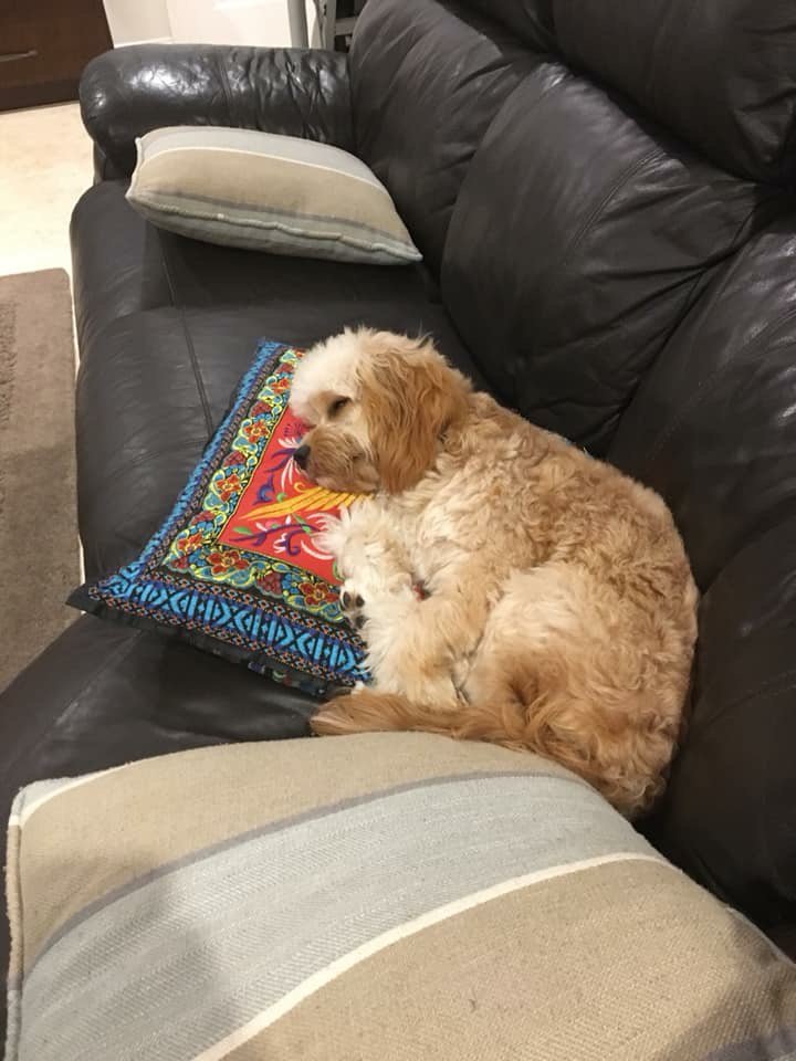 QPSA_Rx's tweet photo. #NAPSACongress #dogsofcongress https://t.co/5e398mVHTF