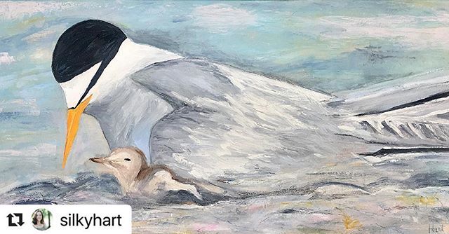 HeardNSM's tweet photo. We are so excited to be sharing Feathered Friends with you! . . .  #Repost @silkyhart with @make_repost
・・・
My painting of the Interior Least Tern for the upcoming Exhibition:
Feathered Friends: 
13 Texas Endangered and Threatened Birds
February 5 - … https://t.co/kLhrUkQIC4 https://t.co/yCffGZn8jf