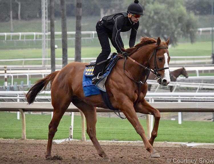 _CourtneySnow_'s tweet image. Congratulations to 2018 Eclipse 3yr Old Male AND Horse of the Year, Justify