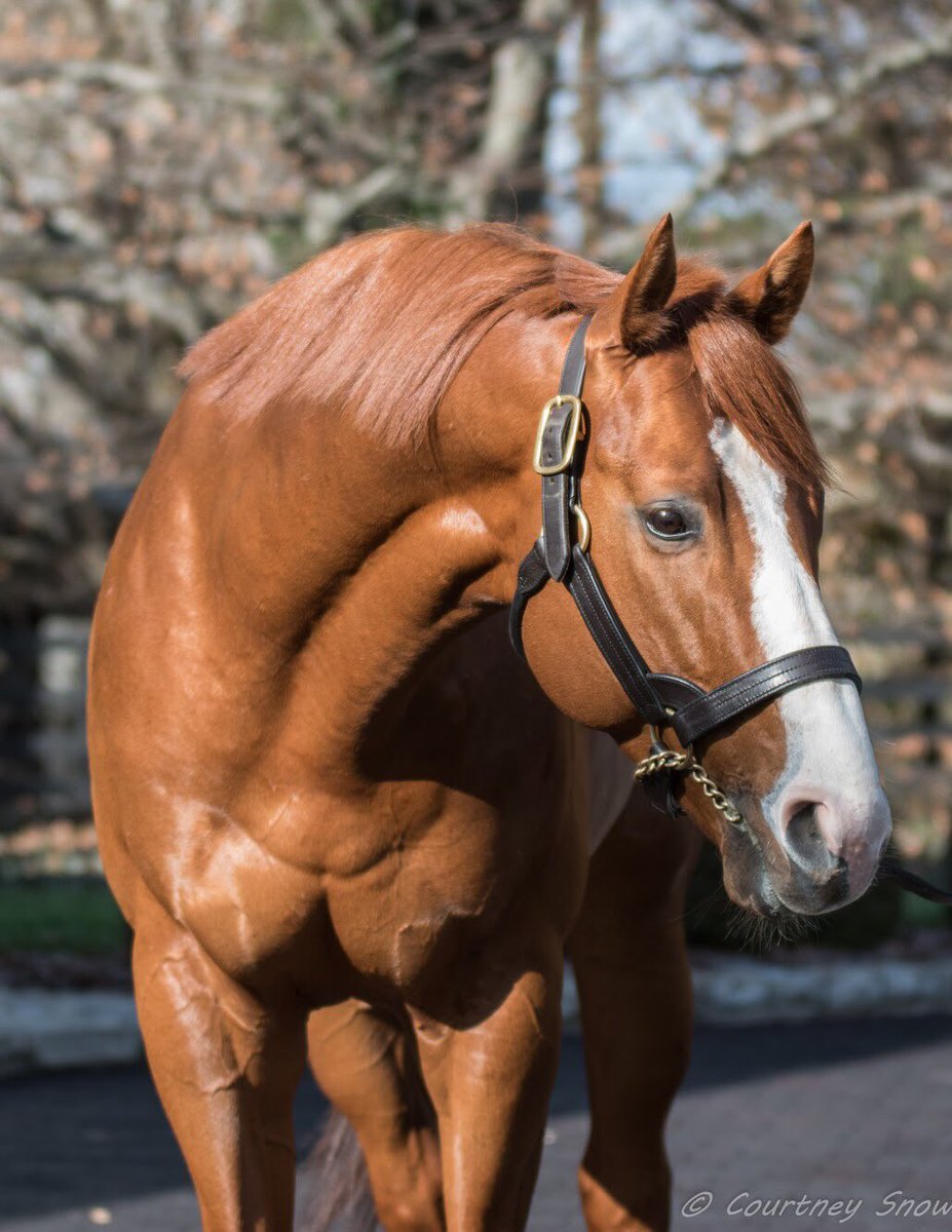 _CourtneySnow_'s tweet image. Congratulations to 2018 Eclipse 3yr Old Male AND Horse of the Year, Justify