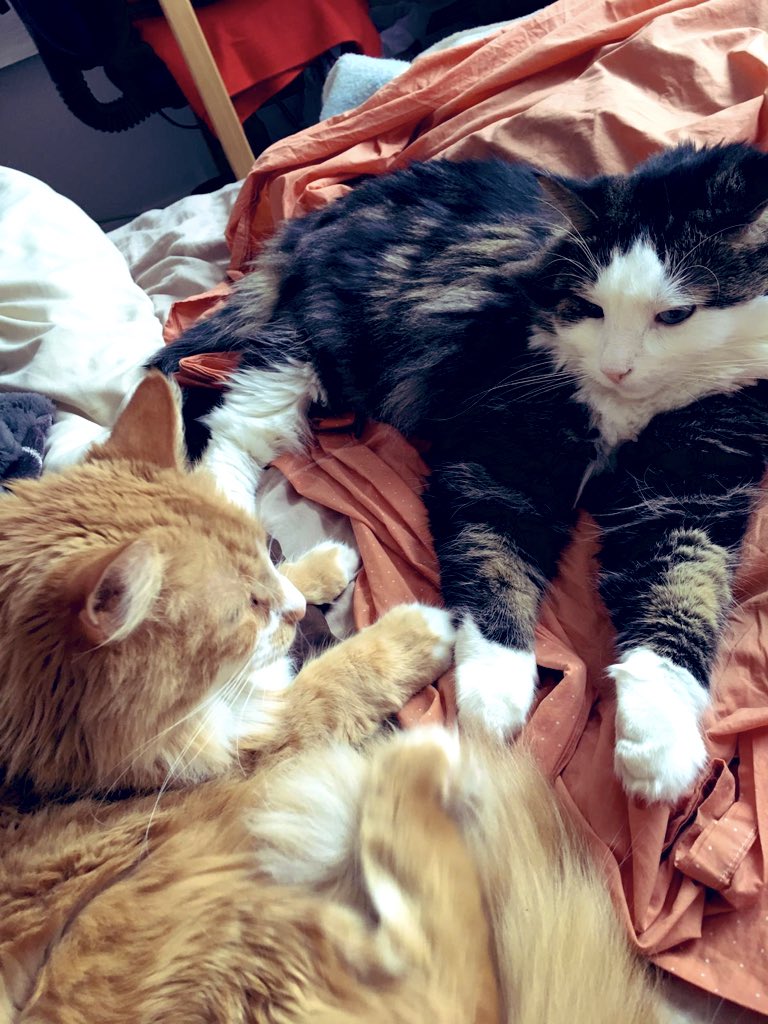 When boo wants to snuggle but you’re too warm🦁🐱😍 #letsholdpaws #fassandlu #furballs #snugglebuddies #brotherandsisterlove