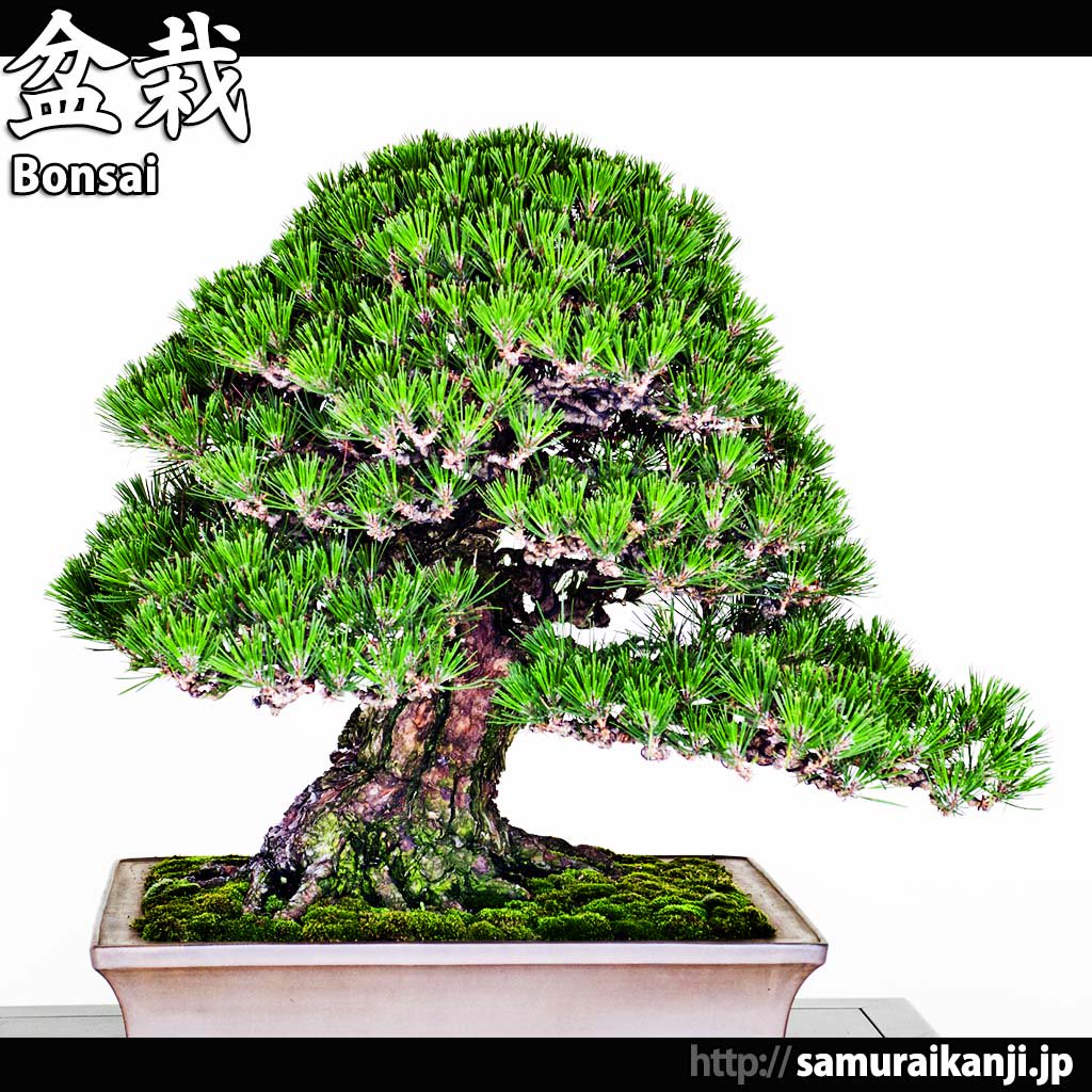 SamuraiNipponAZ's tweet photo. https://t.co/tW1tpfoUAU  "盆栽" 
#samuraikanji
#kanji #nihongo #nihon #lovejapan #japanstyle #japanlover #japanese
#instajapan #ilovejapan #盆栽 #bonsai #bonsais #bonsaitree 
#bonsaitrees #bonsaiart #bonsailove #bonsailovers #bonsaigarden #bonsaiworld #plants #garden #ぼんさい https://t.co/vvvn9MwMZX
