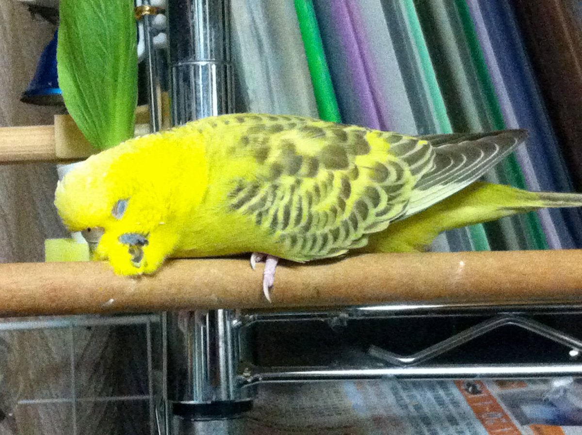 猫は液体っていうけど 文鳥も溶けるのでは 証拠写真が集まる Togetter