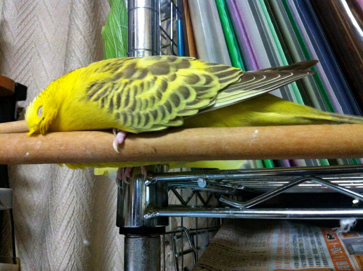 猫は液体っていうけど 文鳥も溶けるのでは 証拠写真が集まる Togetter