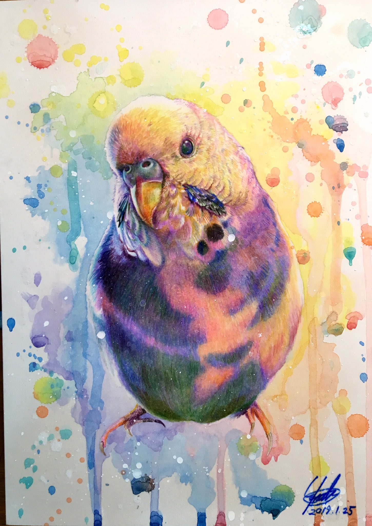 0sukeヨースケ オーダー作品のセキセイインコ完成です かかった時間は8時間くらい 使った画材は色鉛筆とパステルと水彩 サイズはa4です パステルで軽く下塗りして色鉛筆で描きこみました 背景は水彩色鉛筆です 最後に水彩でホワイトとラメを散らし