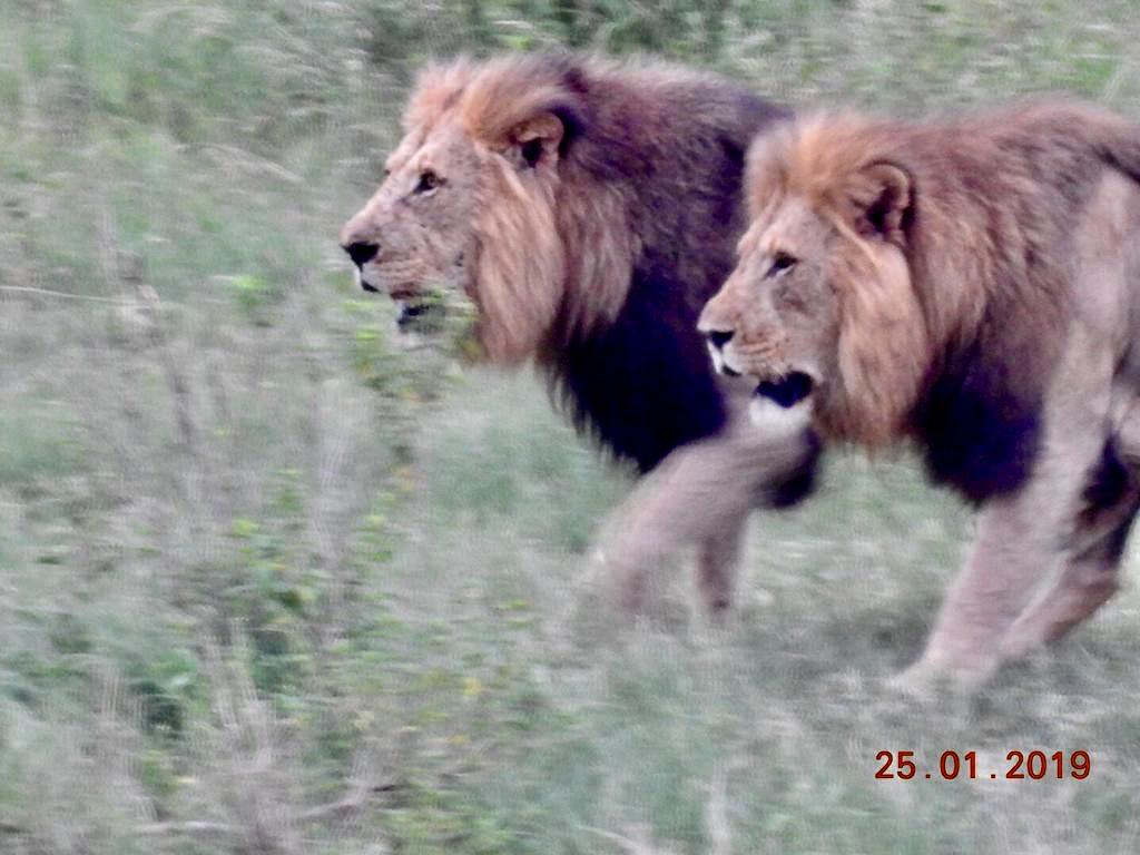 #FridayMorning and this is what we wake up to down at the river in #MarlothPark 😎🐾📷🦁
#justloveit #weekendvibes 
nroutes.co.za