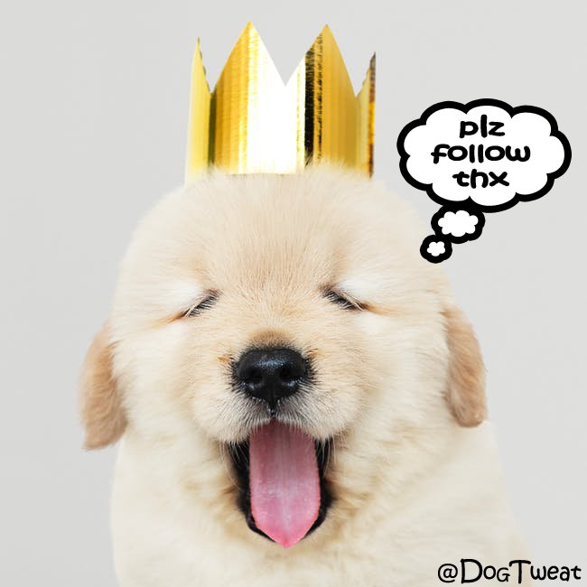 Dog Tweat tweet media