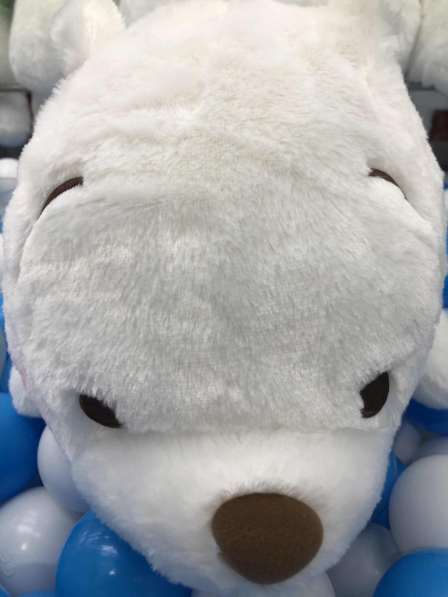 american bulldog teddy