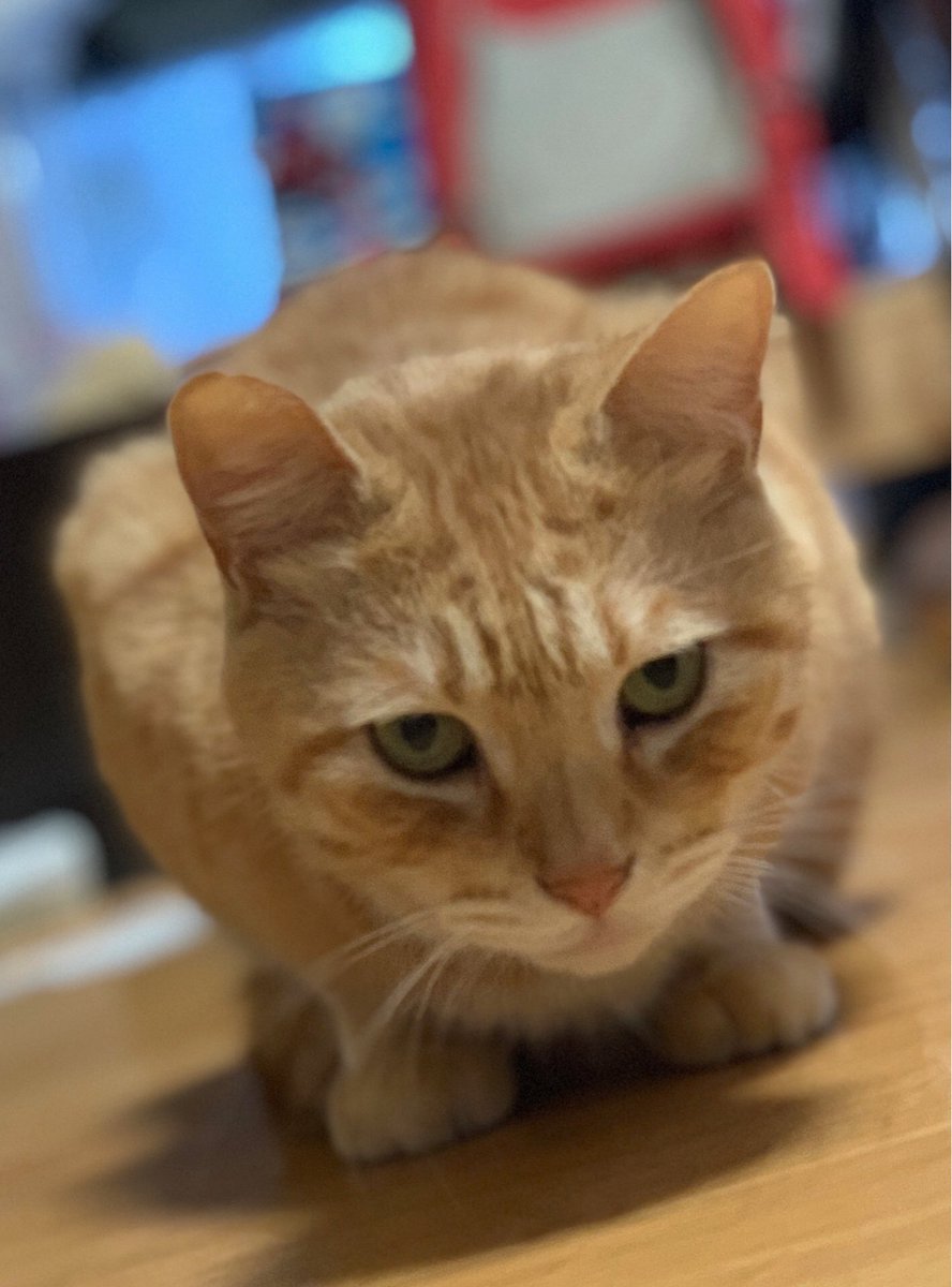 茶トラ男の子9才くらい保護しています Kumegawa 3chome Twitter