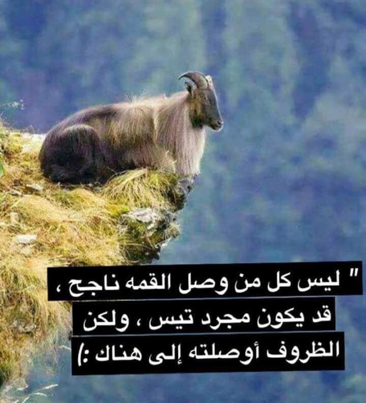 abohass30002175's tweet photo. @hassankhalil54 https://t.co/76hFTgmqjR