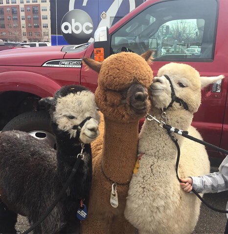 Alpaca Fact 20:Alpacas will seek comfort in each other.Occasionally this is done by vocal reassurance, if alpacas are separated from each other.If they are in proximity however, this will usually be through physical touch (neck & face).  #ALECvsALPACA  #SaveShadowhunters