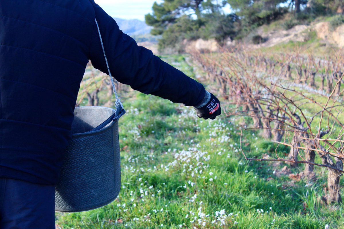 Celler Bàrbara Forés tweet media