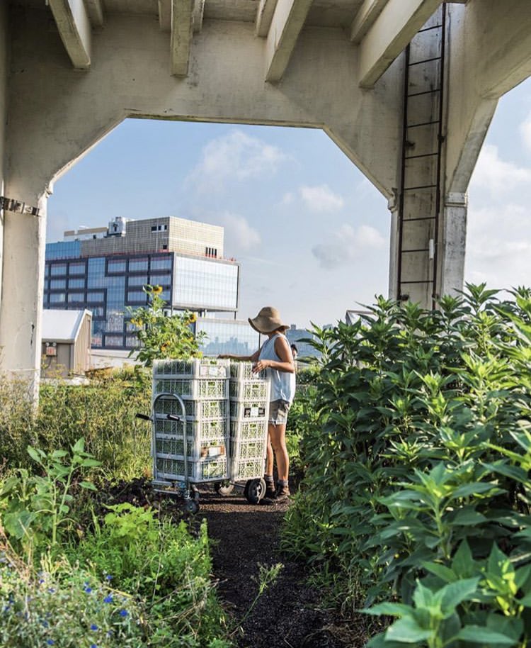 Merci_Raymond's tweet photo. 🌿✊S’inspirer de modèles qui fonctionnent à #NewYork #BrooklynGrange #AgricultureUrbaine https://t.co/ewuDNKgpW1