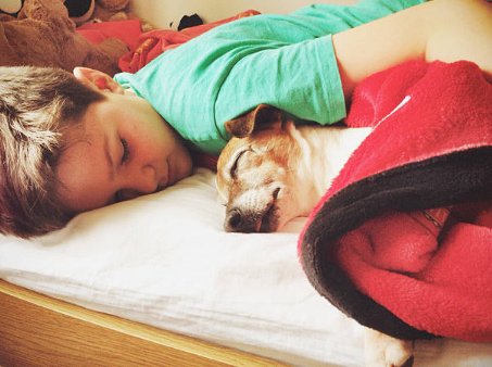 pet_monkey's tweet photo. Wake up! Time to get up and be productive....or hide in bed with the dog #dog #dogowner #dogpictures #dogfacts #dogsoftwitter #petmonkey #lovethydog #dogs #dog #dogowner #dogimage #dogphotography #petfood #petstore #petsonline #childanddog #doglove #familydog https://t.co/FA8MybAtDE
