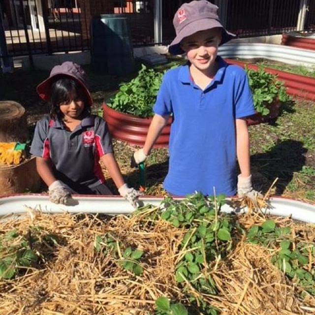 WAPotatoes__'s tweet photo. Seed for Schools registrations are still open! Make sure to let your school know that we are still taking registrations for the 2019 Seed for Schools program. We expect to close registrations in late February so we can organise packs to send out at the s… https://t.co/27b4bTs8it https://t.co/cbhtco7YFP