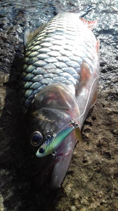 Afishlure2's tweet photo. Great choice！18g spinner bait lure
swipe to buy now！ 
#spinner #spinnerbait #spinners #spinnerbaits #spinnerlure #seafishing #fishingmalaysia #fishinglife #fishing #fishinglure #fishinglures #lurefishing #jigspoon #metallure #metalplates #leadfish #metalfish #jigfishing #jig https://t.co/cgzgJOYoNM
