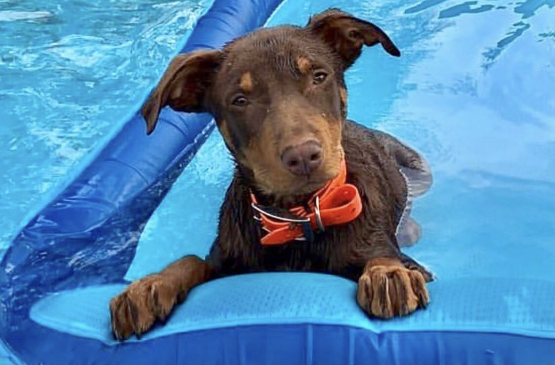 It’s not just humans than need some chill during a heatwave. So here’s my guide to how you can bring some relief and rehydration to pets, wildlife and even bees facebook.com/15121660824380…