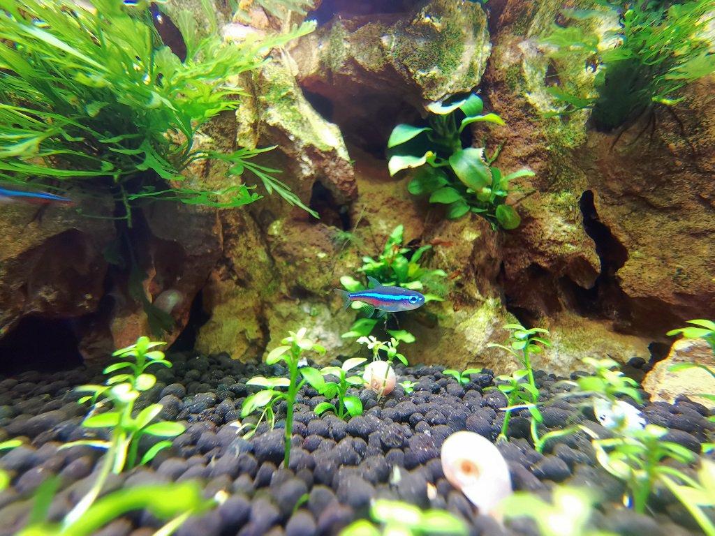 わんころうるふ スマホをmateproにする上で一番重要視したのがカメラ性能 夜景のコントラストが綺麗なpも捨てがたいけど超広角と マクロレンズ化できる点でmateを選んだ けど 魚はさすがに難しかった 動くから そのうち夜景 日の出 次郎とかも