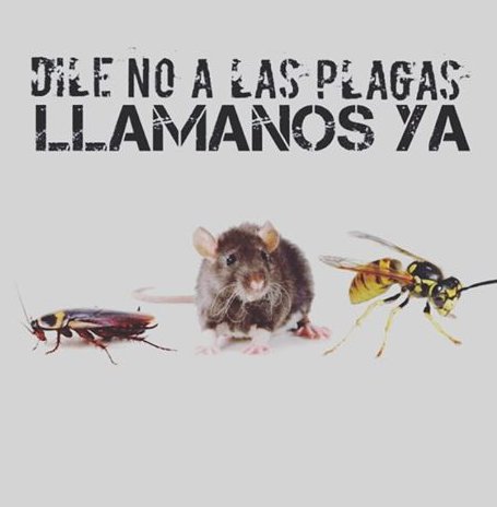 FUMIGACIONESCCS's tweet image. SERVICIOS A LA GRAN CCS. PRESUPUESTOS PARA APARTAMENTOS , JUNTAS CONDOMINIO,EMPRESAS. 04127097161 / 04168340605