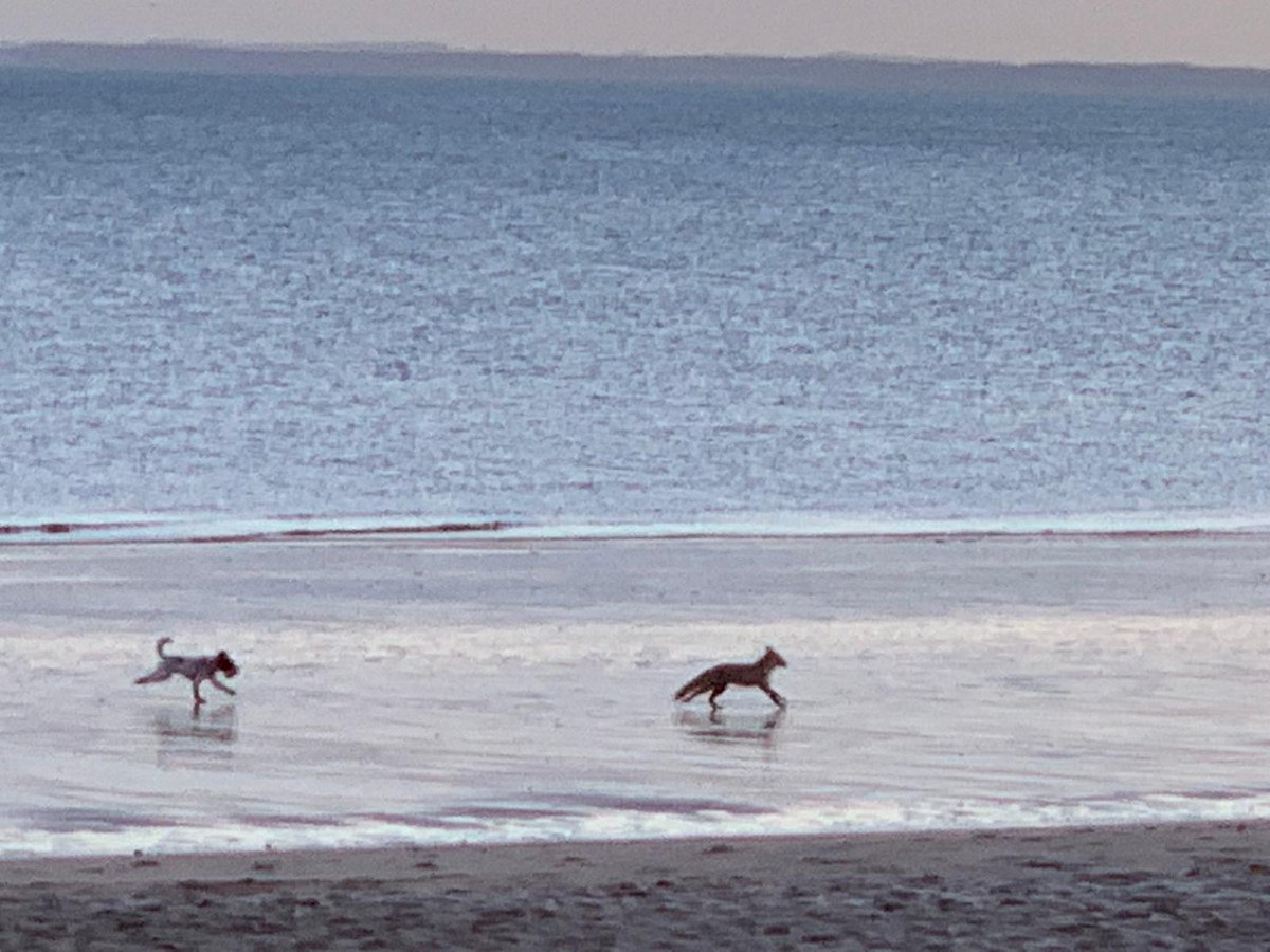 #FridayMotivation #fox on #Portobello #beach #adventures #wildlife #urbanfox So happy to see these pics. You never know where he'll #appear next. #surprise #scottishbeach #Edinburgh #lovefoxes.