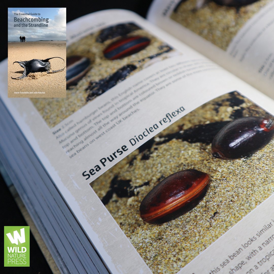 WildNaturePress's tweet photo. Heading to the shore this weekend? Keep an eye out for sea beans! Not sure what they are? Check out this handy guide for more information: https://t.co/LuAUgLgVbz #Strandlines #Tidelines #Flotsam #MarineLife #NatureBooks https://t.co/f8mSymquQf