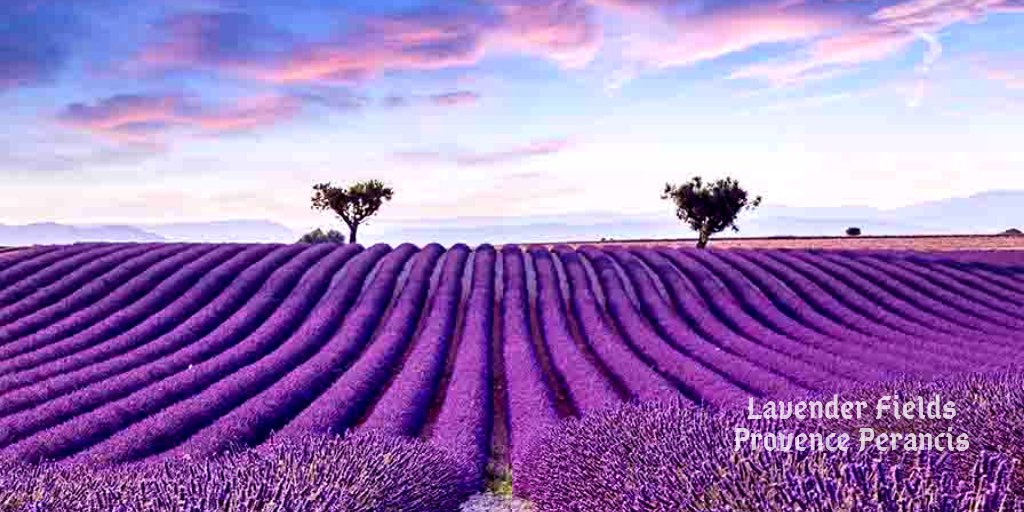 лавандовое поле в болгарии краси матаров. лавандовое поле. поле индиго. поля синих цветов в голландии. лавандовые поля во франции на карте.