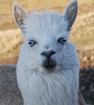 Better late then never...Alpaca Fact 19:Like all domesticated animals, alpacas can tell time to a degree, learn routines and anticipate dinner time from your habitual behaviour around this.They get irritated when things don’t go to plan. #ALECvsALPACA  #SaveShadowhunters