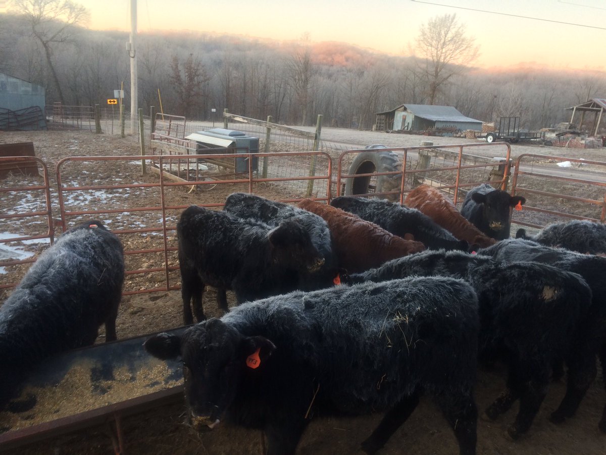 MikePatton50's tweet image. #Itsacold morning at feeding time they got a little frost on them