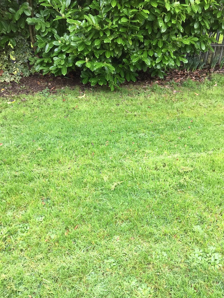 GreenPats's tweet photo. Leave a patch of grass uncut for flowers and bees https://t.co/FhChQTKkcB