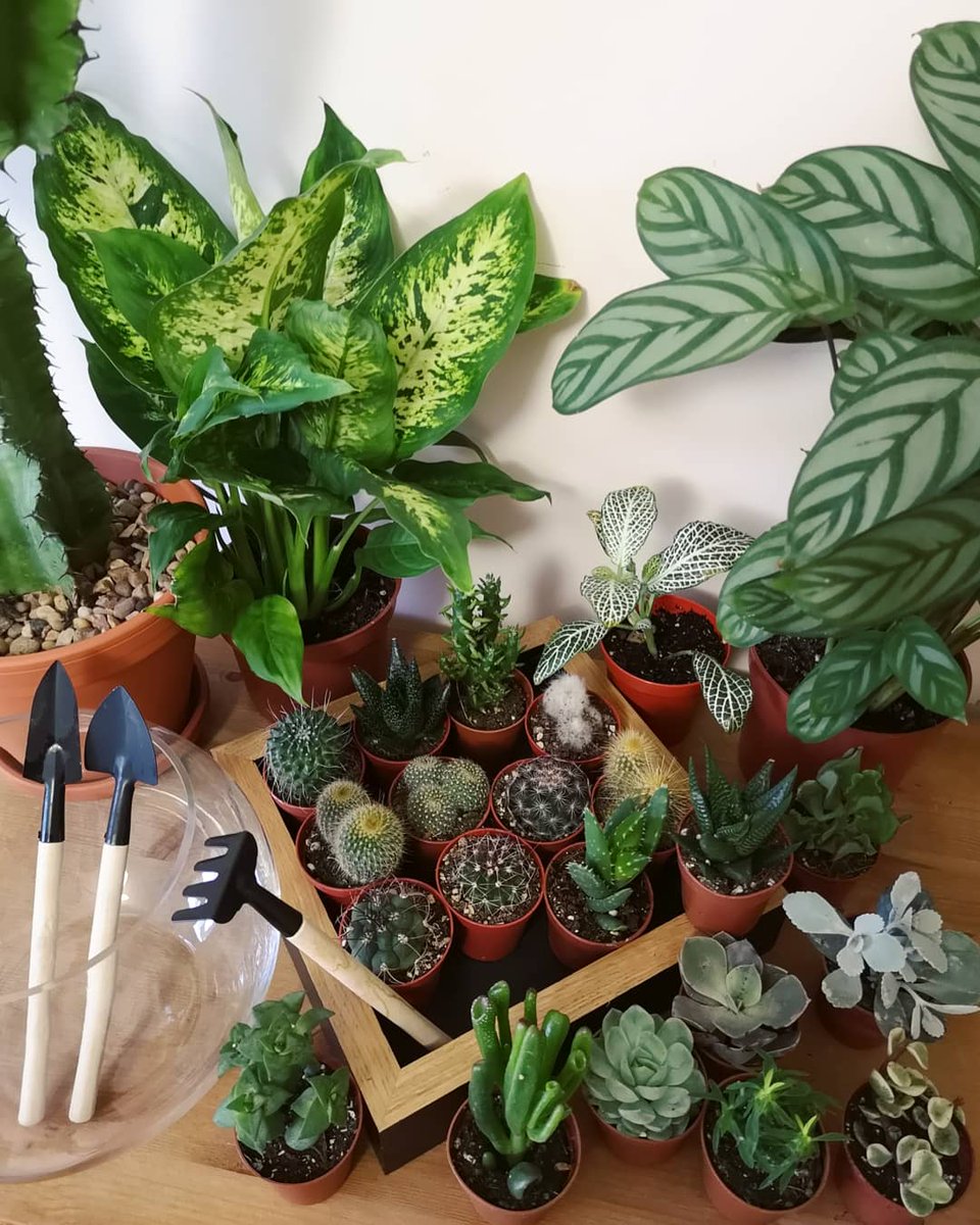 As part of my Pop Up at @handmadenotts next month, I'll be offering Pick n Mix Terrariums! You can choose from a selection like this and I'll plant your choices in a terrarium ready for you to take home!