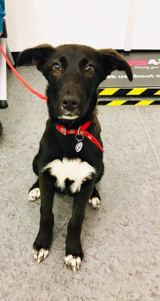 K9focusRescue's tweet photo. @JossStone K9focus in Devon loves all dogs. Will you be our patron? https://t.co/KDoliJexBv