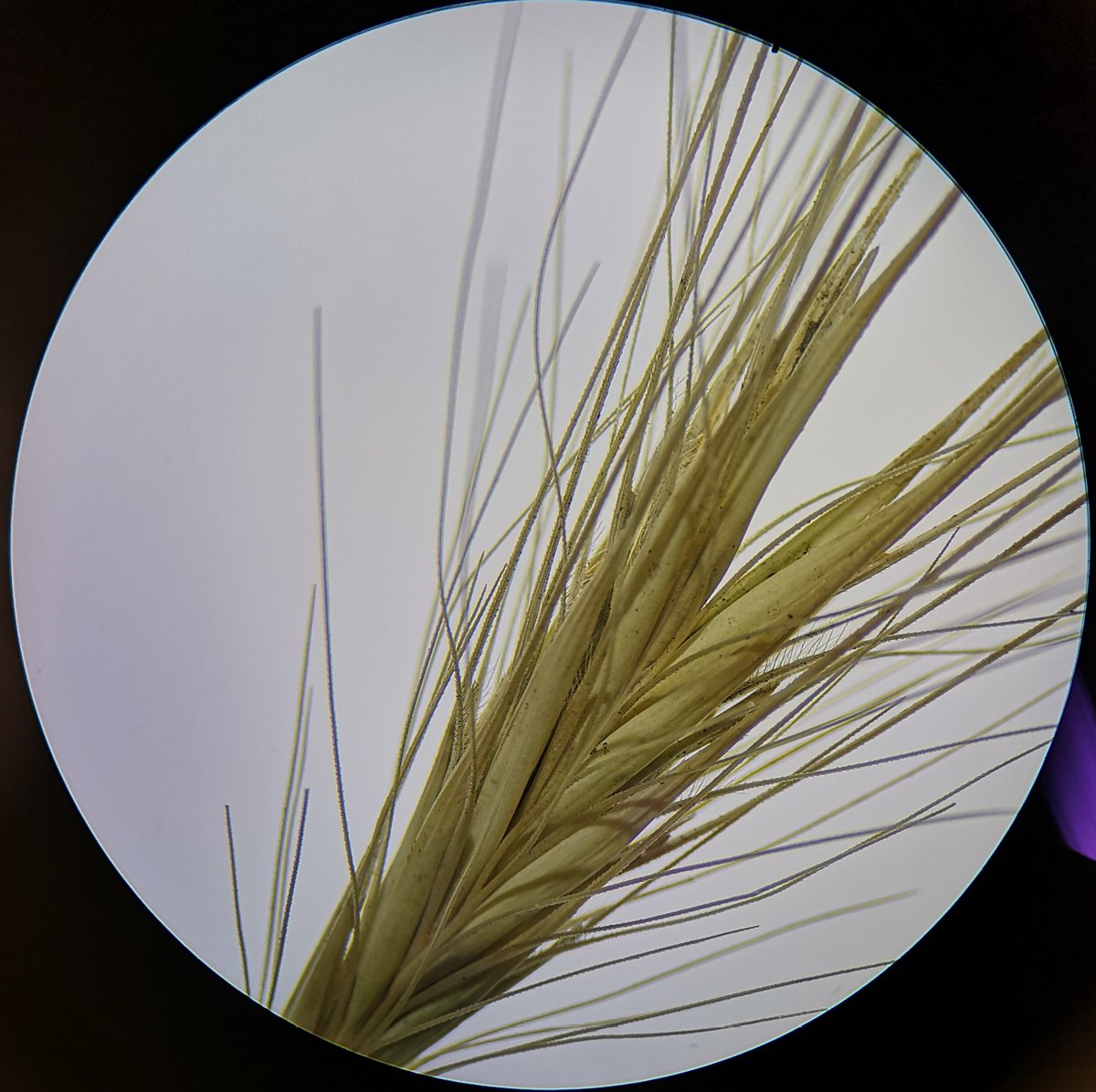 Looking at how to ID grass tribes by looking at their spiklets: L- R Yorkshire Fog (Holcus lanatus), Annual Meadow Grass (Poa annua), Crested Dogs-tail (Cynosurus cristatus), Wall Barley (Hordeum murinum) #MScSISS #MScPlDiv @drmgoeswild