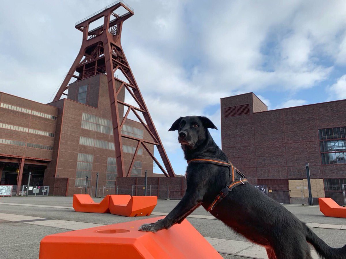 Während das <a href="/ruhrmuseum/">Ruhr Museum</a> eine Ausstellung zur Geschichte der Mensch-Tier-Beziehung im #Ruhrgebiet vorbereitet, startet die Stiftung #Zollverein  „Beste Freunde!?“ ein Projekt, das Geschichten von Mensch und Tier rund um Zollverein zusammenträgt. Info: mittendrin@zollverein.de