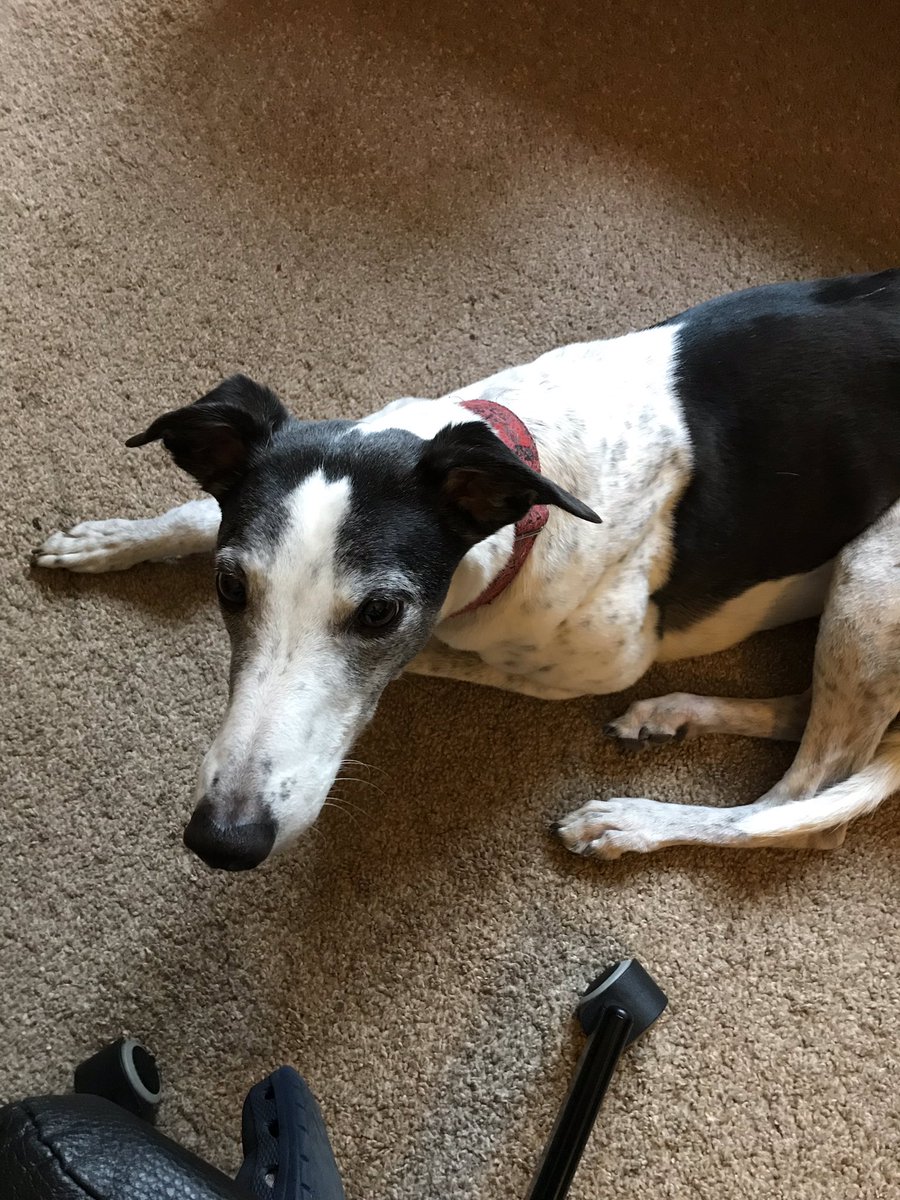 ProfMaxLintern's tweet photo. Working at home reading a thesis for viva on Monday- so much nicer when you have a snoozy hound under the chair! #greyhounds #EdD #bcuresearch https://t.co/JWt7TNTtdv