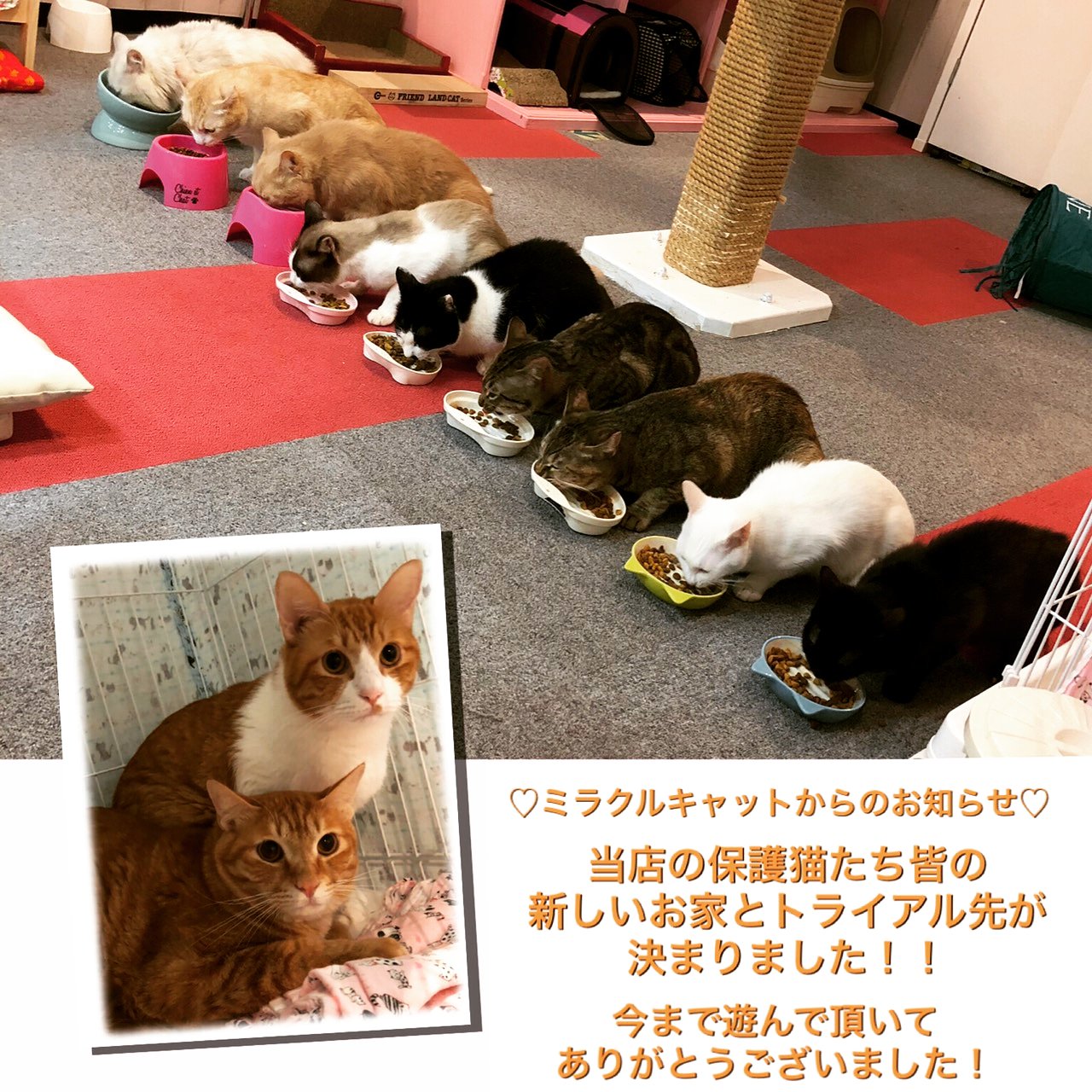 ミラクルキャット Cat Miraclecat Twitter