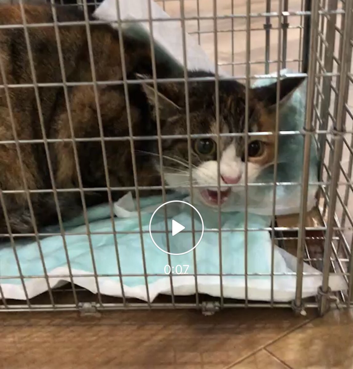 キャサリン On Twitter 一方 倶知安の方に捕獲器を宅配でお貸ししたら 速攻で入って こちらも計2匹野良ちゃんを家の中で保護してくれました 皆んな優しい 来週も捕獲器二台貸し出し予定 この冬は捕獲器が大活躍