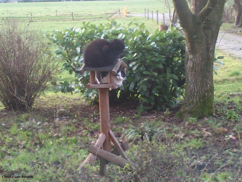 vogelnieuws's tweet photo. Zij zitten ook als sinds vanmorgen 8.00 uur klaar voor de #Tuinvogeltelling, maar het wil nog niet vlotten. 🤣🤣

Tel je mee? https://t.co/ARr5FUWnii https://t.co/xz7lKO0CeK