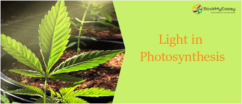 Book_My_Essay's tweet image. Objectives and Theoretical Part of Light in Photosynthesis
To Know More Here: bit.ly/2Dwem68
#PhotoSynthesisAssignmentHelp #ScienceAssignment #HomeworkandAssignment #BuyAssignment #BestAustralianWeiters