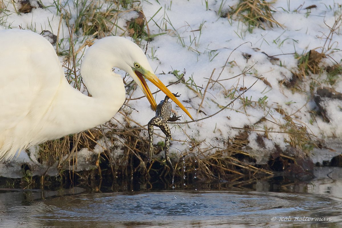 #ZwevendeKikker #GroteZilverreiger #Ardeaalba #kikker #prooi @MooiZuidplas @NieuwerkerkNL @ZuidplasNatuur @Sovon @waarneming @vogelnieuws @VroegeVogels @IVNzuidholland @ZHLandschap