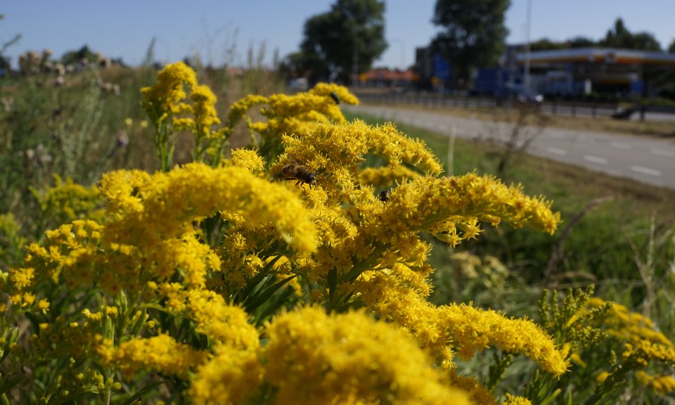 Provincie Zuid-Holland start met ecologisch bermbeheer in hele provincie. Lees meer in het nieuwsbericht: bit.ly/2G3e6gV. #pzh #bermkomttotbloei #SamenvoorBiodiversiteit