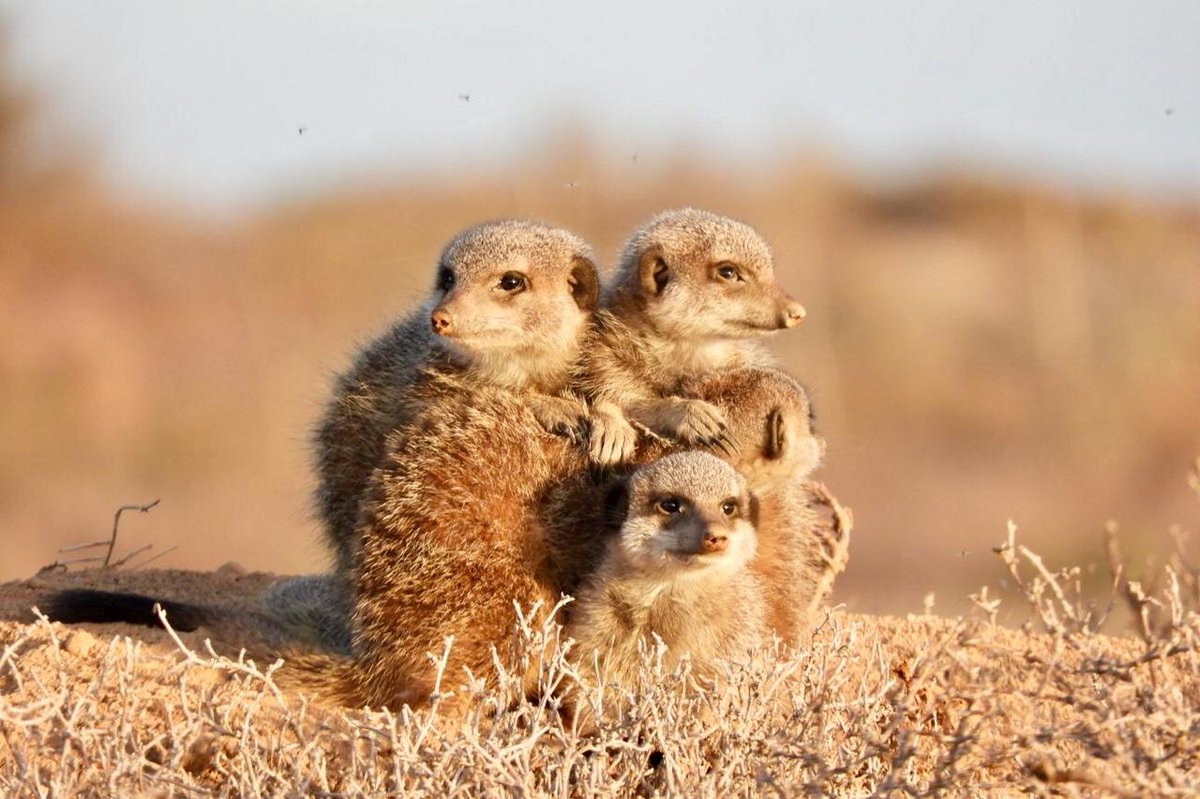 Agetaways1's tweet photo. Erdmännchen oder "Meerkats" wie sie in Südafrika genannt werden, schauen zwar klein und süss aus - wissen es aber sich zu wehren. Wusstet ihr zum Beispiel, dass sie gegen das Gift von Skorpionen und einigen Schlangen immun sind? 🦂🐍 https://t.co/wBd7j2YJsB #erdmännchen #meerkats https://t.co/DH6hX0jEJE