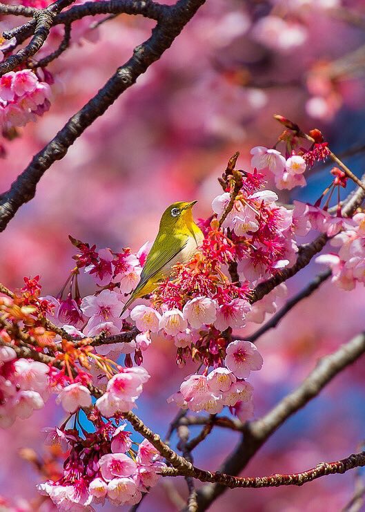 JeanetteEliz's tweet photo. Happy Friday Everyone. 😊 I hope all of you have a wonderful day. Have a beautiful weekend. 💞🌺💕 https://t.co/aE9wuL7Qod