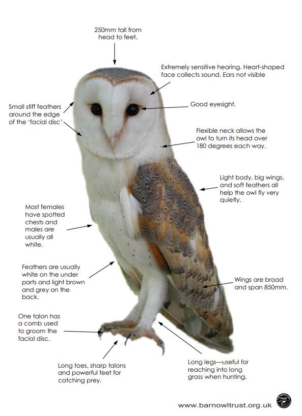 Barn Owl Trust On Twitter Learn More About Barn Owls Https T