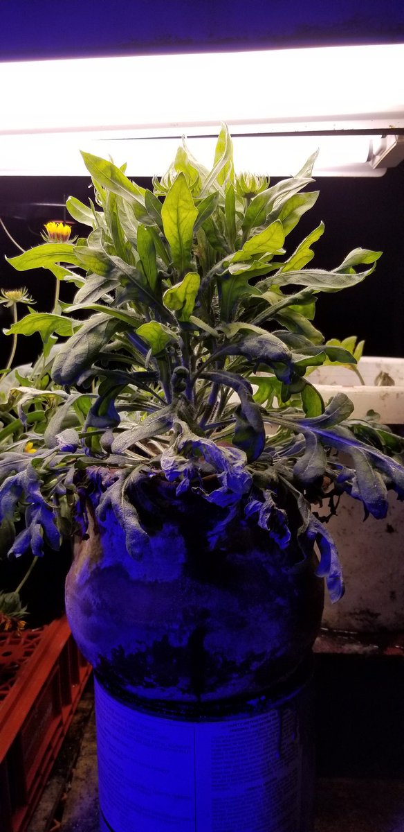 busywerk's tweet photo. #dailygarden https://t.co/dqQGaqkPHM